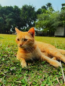 A fluffy orange cat lies on lush green grass in a serene outdoor setting, with trees in the background and a clear blue sky overhead. 