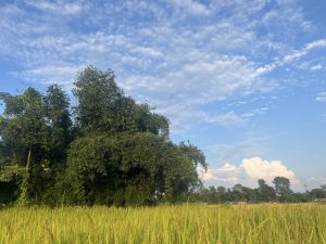 A lush green field of rice extends into the foreground, with tall, vibrant plants swaying softly. 
