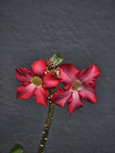 Bright red flowers of the Adenium plant (Desert roses) blooming beautifully in Perumanna, Kozhikode, stand out against a simple background with rich colour and detail.
