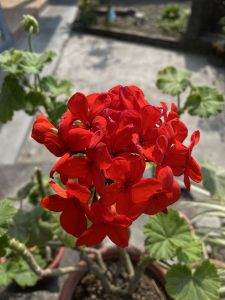 Bright red geranium flowers glowing in sunlight, set against soft green leaves and a blurred garden background.