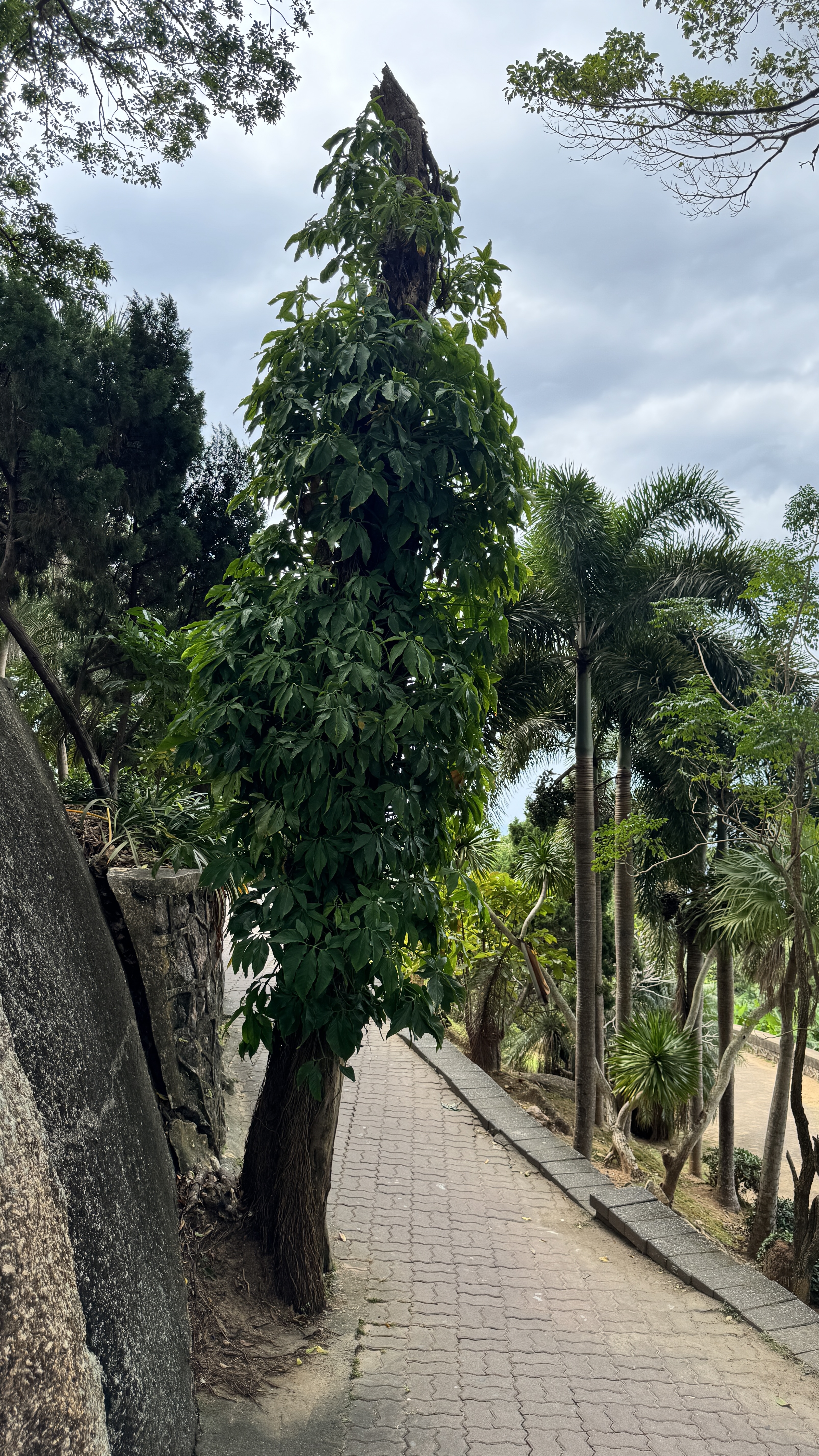 A tall, slender tree trunk completely covered in thick green climbing vines growing beside a paved walkway.