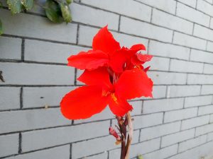 
A vibrant red flower with large petals stands against a light gray brick wall.