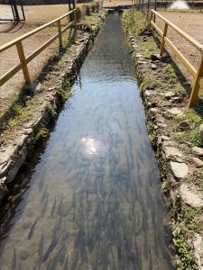 A narrow, shallow channel filled with water is visible, populated by a large number of fish swimming beneath the surface. The water is clear enough to see the fish, which appear to be moving in groups. The banks of the channel are lined with stones and some patches of grass, with a wooden railing running alongside.