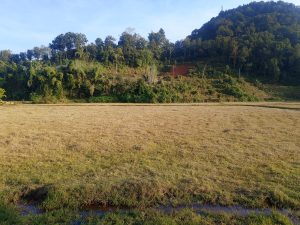 A wide view of a lush landscape featuring a grassy field in the foreground and a hill covered with trees in the background. 