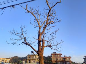 A barren tree with many bare branches stands prominently against a clear blue sky.