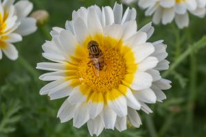 A close-up of a white daisy with a bright yellow center, with a black-and-yellow striped bee resting on its petals.