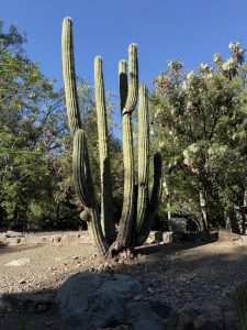 
A tall cactus with several vertical arms rises against a clear blue sky. 