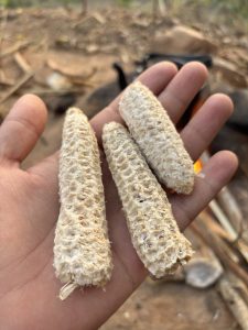 A hand is holding three cylindrical, dried corn cobs with their kernels removed, showcasing their textured outer layer. 