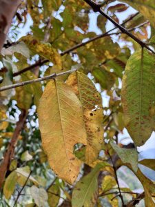 
A close-up view of yellowing leaves against a blurred backdrop of green foliage.