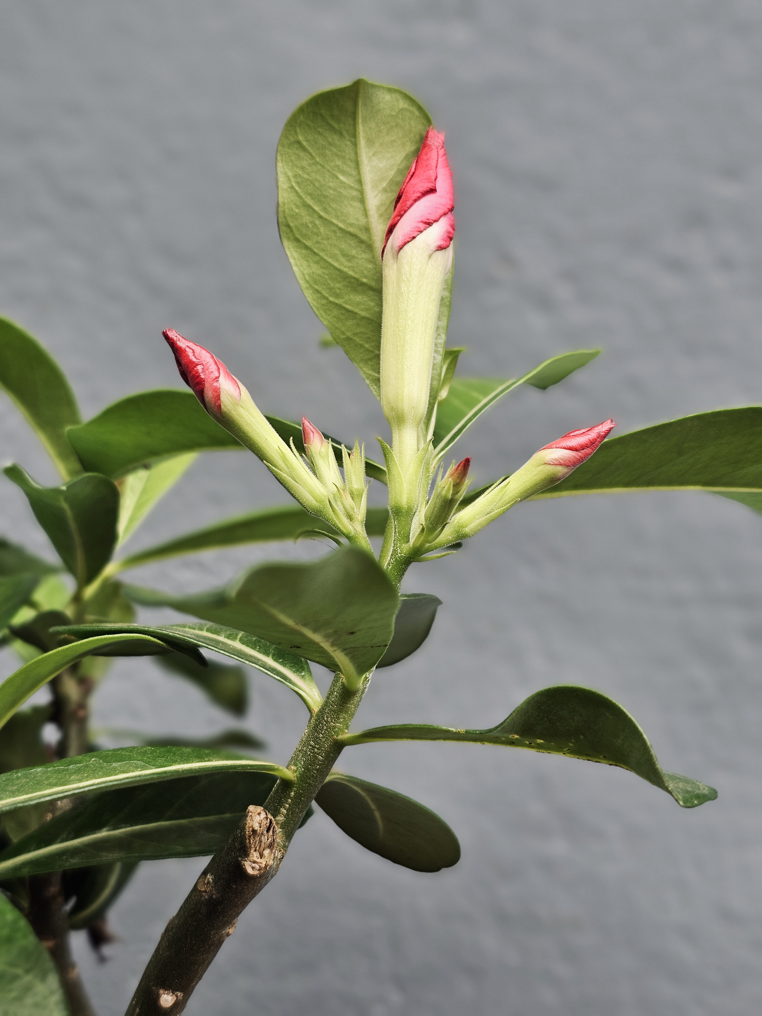 Fresh pink flower buds growing on an Adenium plant (Desert roses) in Perumanna, Kozhikode, captured in close-up, with clear leaves and a soft background.