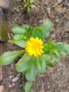 A bright yellow flower blooming among green leaves in garden soil.