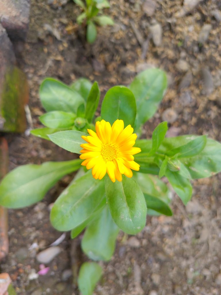 A bright yellow flower blooming among green leaves in garden soil.