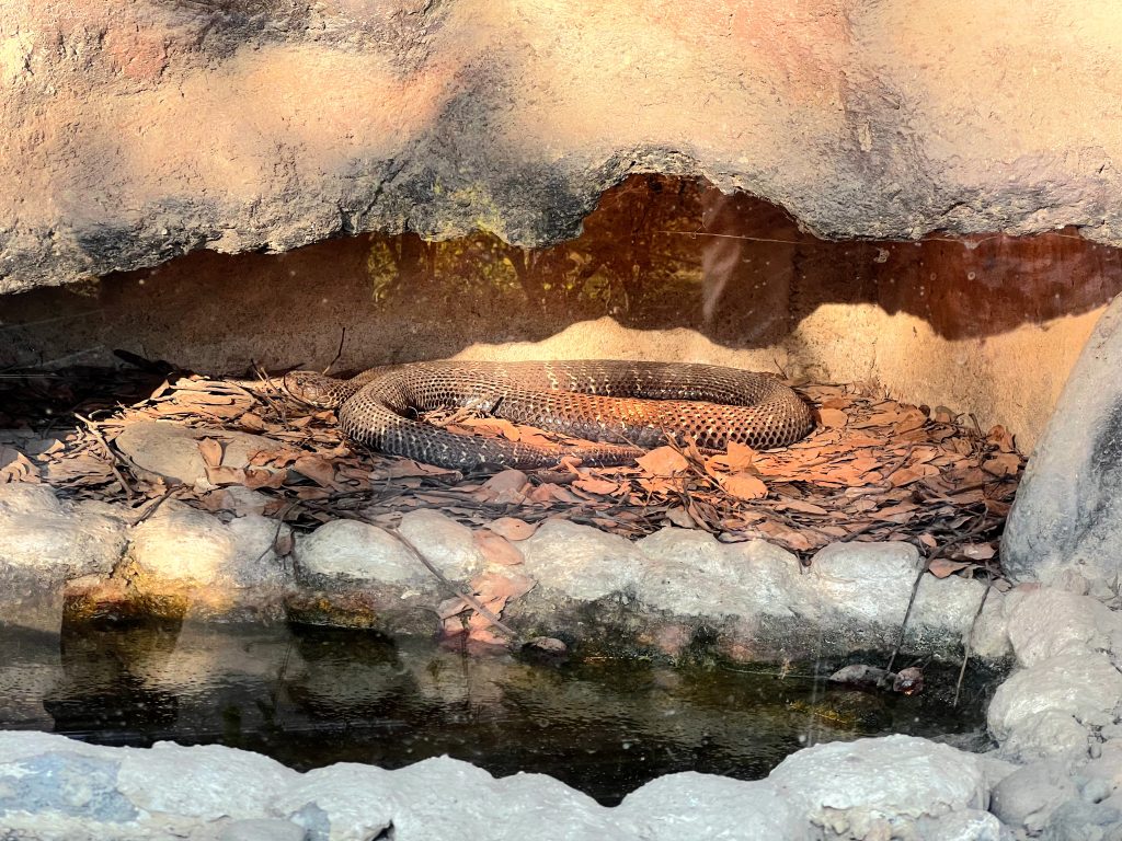 A large, dark snake coiled up on a bed of dry leaves inside a rocky enclosure.