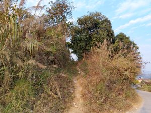
A narrow, winding dirt path leads through overgrown vegetation on a hillside. 