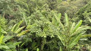 A dense tropical landscape filled with various shades of green foliage. The scene features large banana leaves and a multitude of smaller plants, creating a rich and lush appearance.