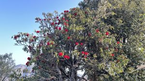 A rhododendron tree with bright red flowers stands under a clear blue sky.
