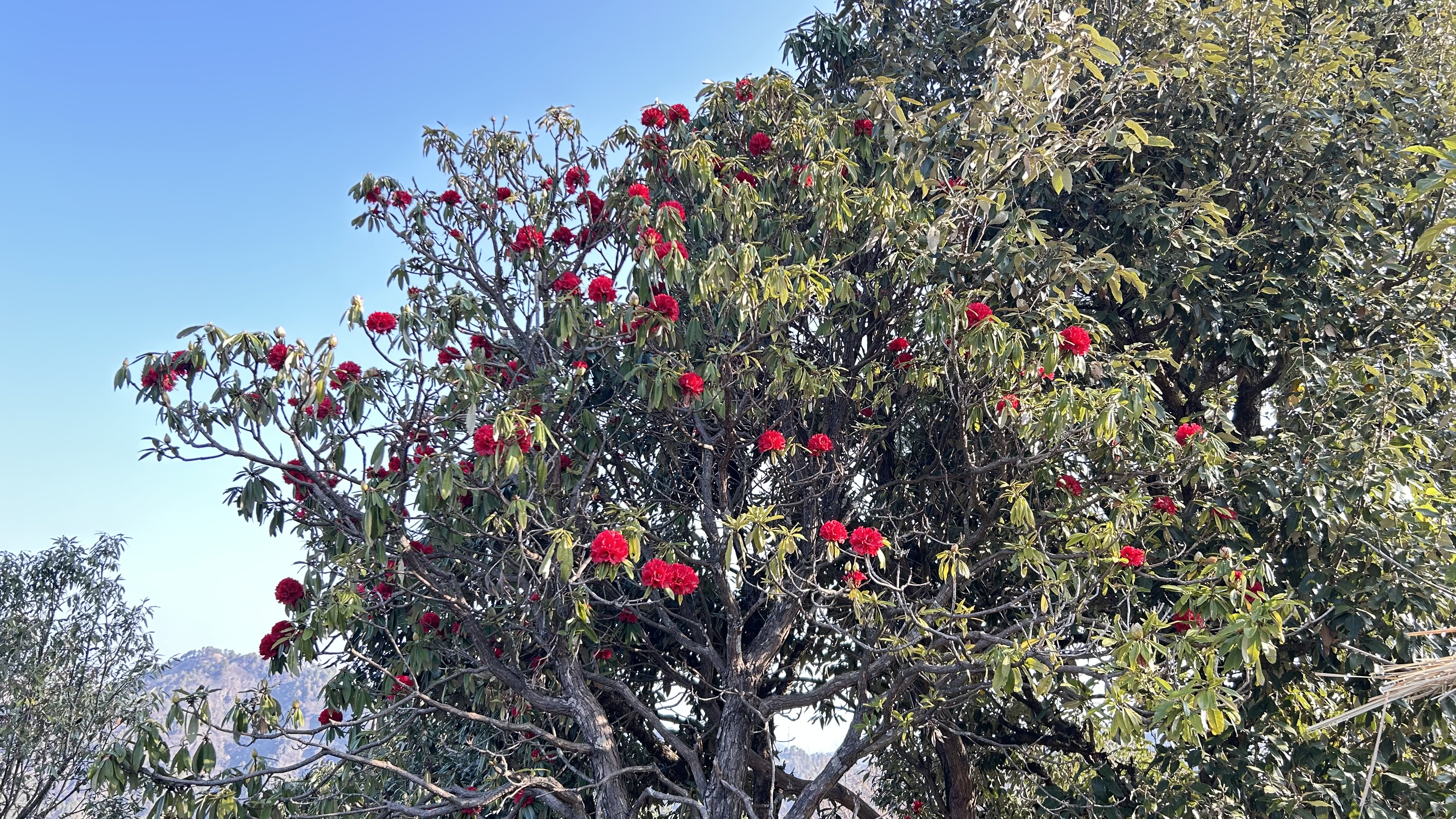 A rhododendron tree with bright red flowers stands under a clear blue sky.