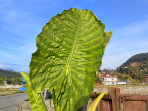 
A large, vibrant green leaf with prominent veins is displayed prominently in the foreground, against a backdrop of a clear blue sky and distant hills.