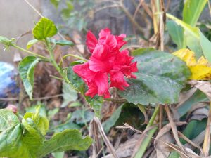 A vibrant red flower is surrounded by green leaves, with a few yellow and brown leaves in the background, suggesting an overgrown area. 