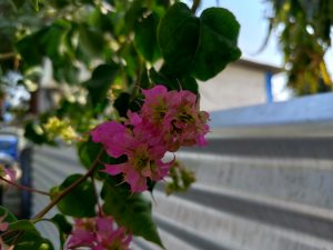 
A close-up of vibrant pink bougainvillea flowers with green leaves in the background