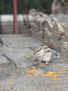A chipmunk nibbles on a noodle-like cracker held in its paws as it sits on an out-of-focus stone steps. More crackers are scattered on step.