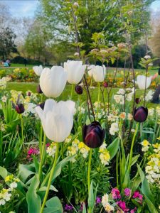 Among gentle sunlight and fresh spring air, every flower blooms in its own time. None rush. None compare. They simply trust the season written for them. The white petals whisper purity and calm, while the darker blooms reflect depth and quiet strength. Together, they remind us that life unfolds beautifully when we grow with patience and gratitude.

