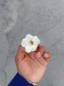 
A person's hand holding a delicate white flower with light green veins. 