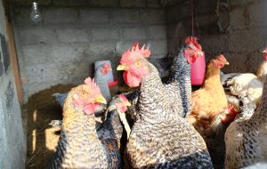 
A group of chickens of various colors and patterns is gathered in an indoor setting with a concrete wall.
