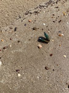 A close-up view of a sandy beach, featuring a few small rocks, shells, and other natural debris scattered across the wet sand. In the center, there is an open green shell, partially buried, surrounded by various pebbles and grains of sand. T