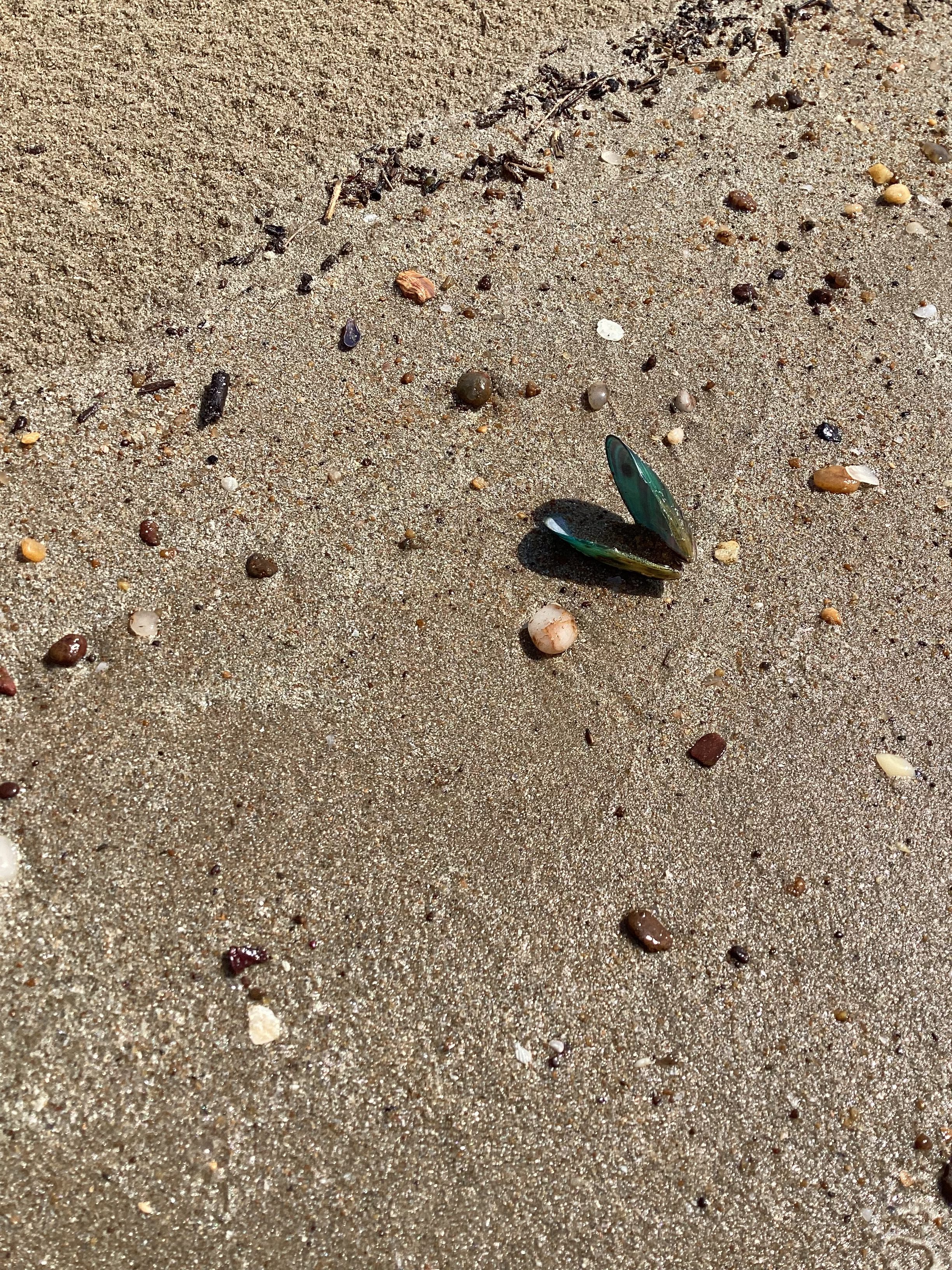 A close-up view of a sandy beach, featuring a few small rocks, shells, and other natural debris scattered across the wet sand. In the center, there is an open green shell, partially buried, surrounded by various pebbles and grains of sand. T