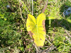 
A vibrant yellow leaf with brown patches rests on a background of lush green grass and small plants. 