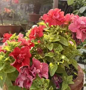 
A close-up of vibrant red and pink flowers blooming in a pot.