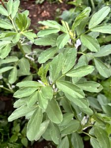 A close-up view of green foliage with elongated, slightly pointed leaves, showing varying shades of green.