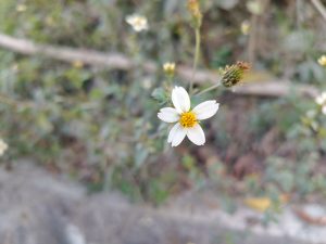 
A close-up of a small white flower with delicate petals and a bright yellow center, surrounded by green leaves and other small plants in the background.