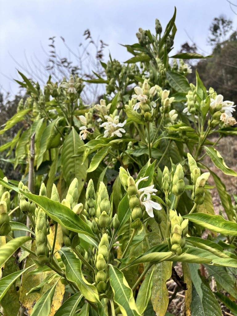 Close-up photo of a Malabar nut plant (Justicia adhatoda) with green leaves, white flowers, and many green buds.