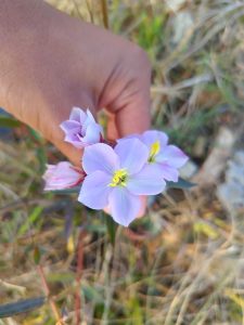 A close-up image of a hand gently holding a cluster of pink flowers with yellow centers against a blurred background of green foliage and grass.