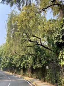 A scenic view of a tree-lined road, showcasing lush green trees with long, hanging branches on either side.