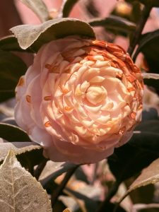 A close-up of a delicate, soft pink flower with layered petals, displaying a spiral formation. 