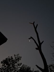 A crescent moon is visible in the twilight sky, framed by the silhouette of a bare tree branch extending upwards.