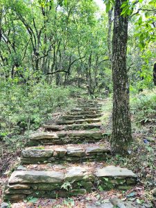 A winding stone pathway leads through a lush green forest, surrounded by tall trees and dense foliage.