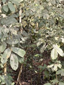A shy deer is partially visible among dense green foliage in a forested area.