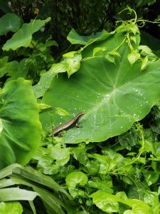 A small Skink is perched on a large green leaf, surrounded by dense foliage