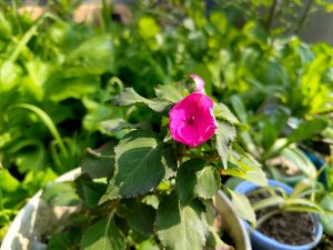 A close-up of a vibrant pink flower blooming among green leaves in a garden setting. 
