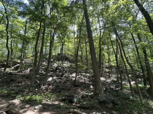 
A sunlit forest scene featuring tall trees with lush green leaves, some with slender trunks.