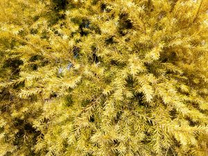 A close-up view of a bush with vibrant golden-yellow foliage, featuring delicate, feathery leaves that are clustered and intertwined, creating a lush and textured appearance. 