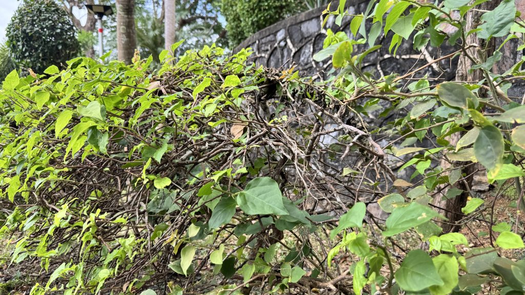 Close-up of lush green leaves growing against a grey stone wall.