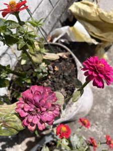 A close-up of pink and light purple zinnias in a pot, surrounded by green leaves, with small red and yellow flowers in the background under bright sunlight.