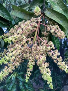 Mango flowers blooming in India&rsquo;s Konkan region.