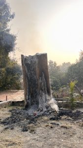 A large, burned tree stump stands in the center, blackened with ash as light smoke rises from it.