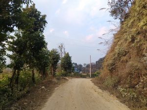 
A dirt road winds through a rural landscape, bordered by various trees on either side.